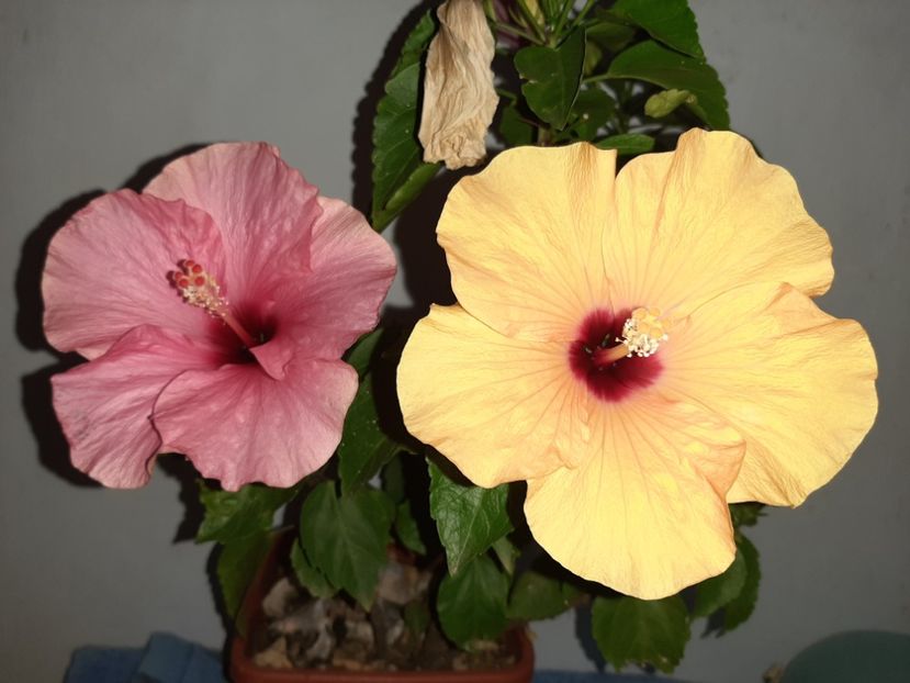  - Florile mele în septembrie 2021