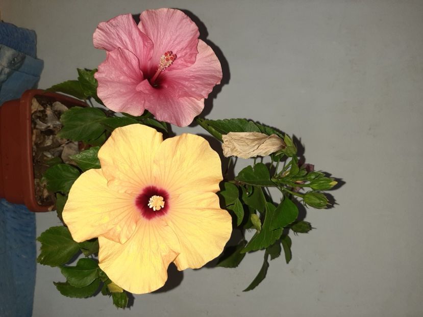  - Florile mele în septembrie 2021