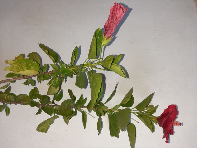  - Florile mele în septembrie 2021