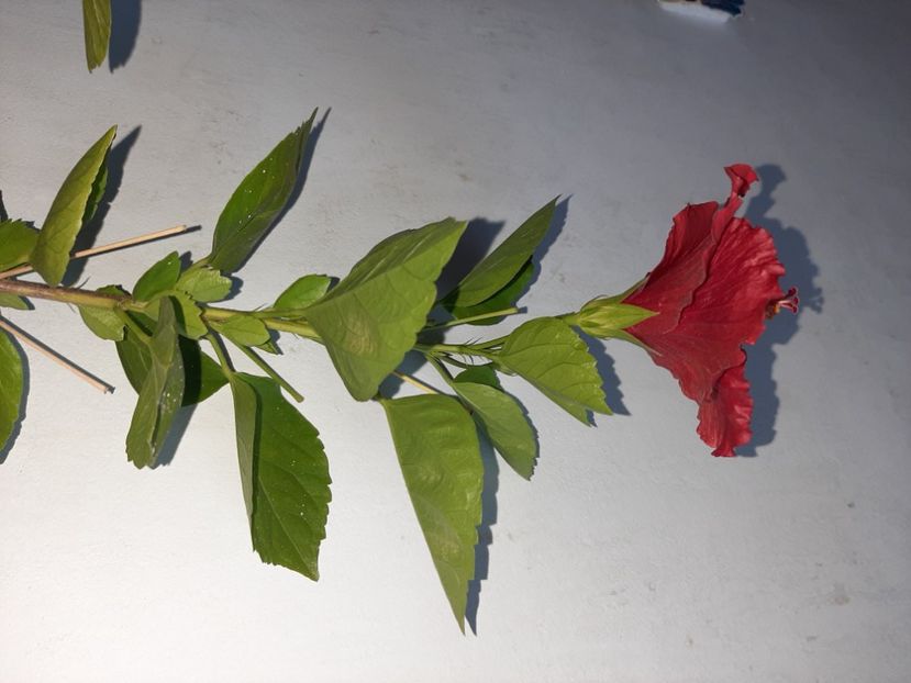  - Florile mele în septembrie 2021