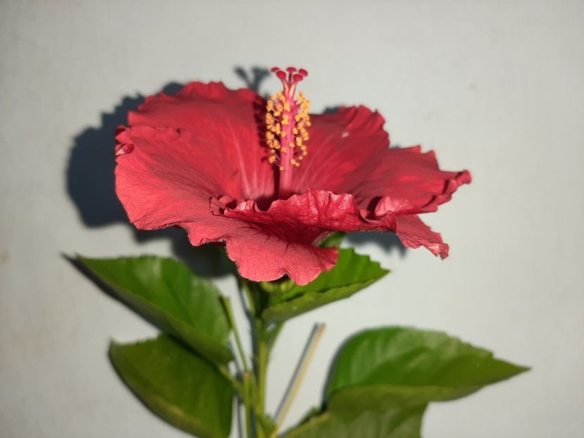  - Florile mele în septembrie 2021