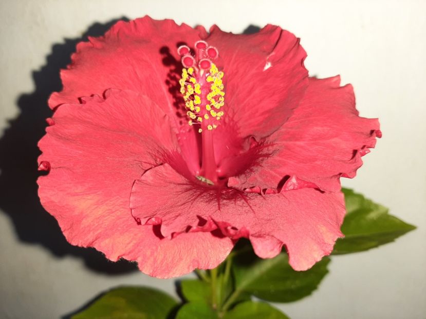  - Florile mele în septembrie 2021