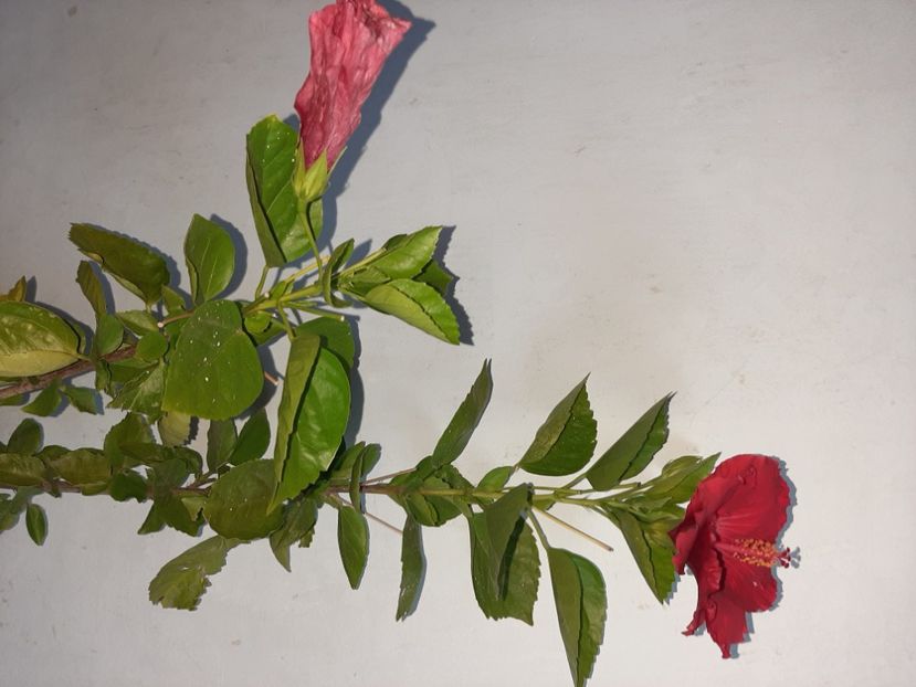  - Florile mele în septembrie 2021