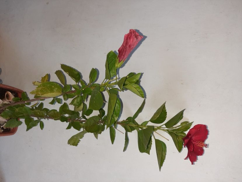  - Florile mele în septembrie 2021