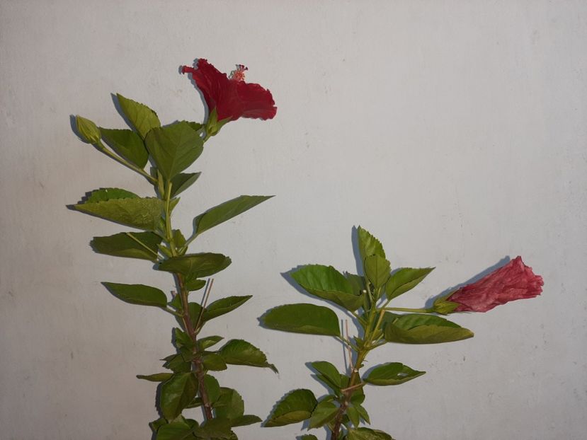  - Florile mele în septembrie 2021