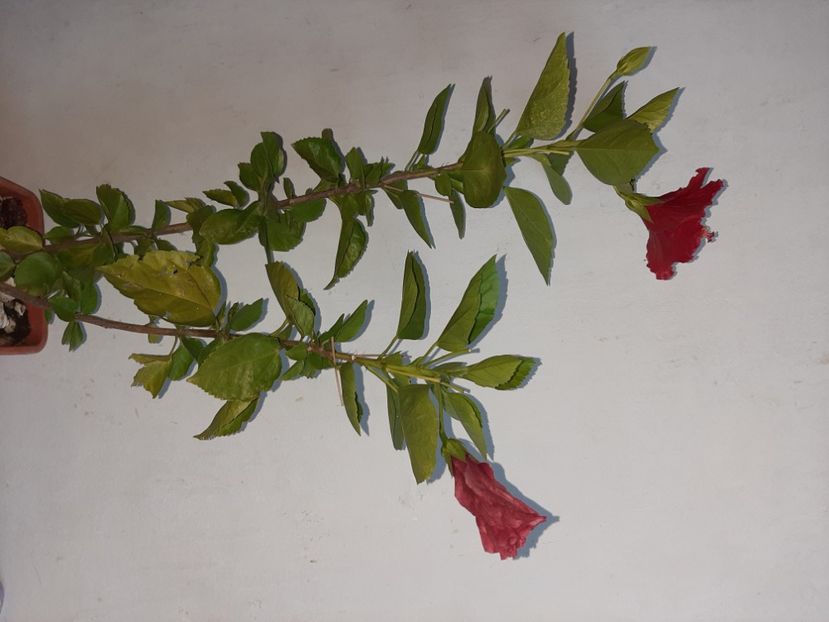  - Florile mele în septembrie 2021