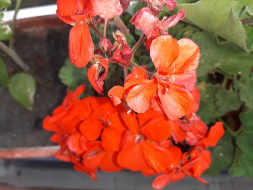  - Florile mele în septembrie 2021