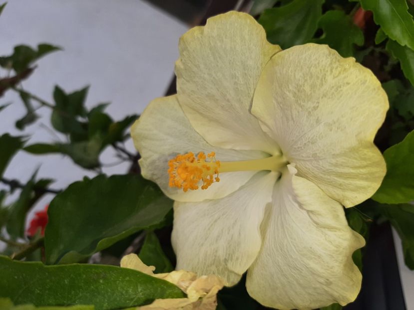  - Florile mele în septembrie 2021