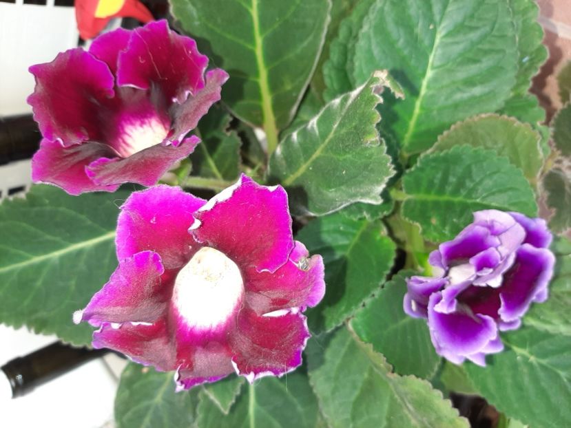  - Florile mele în septembrie 2021