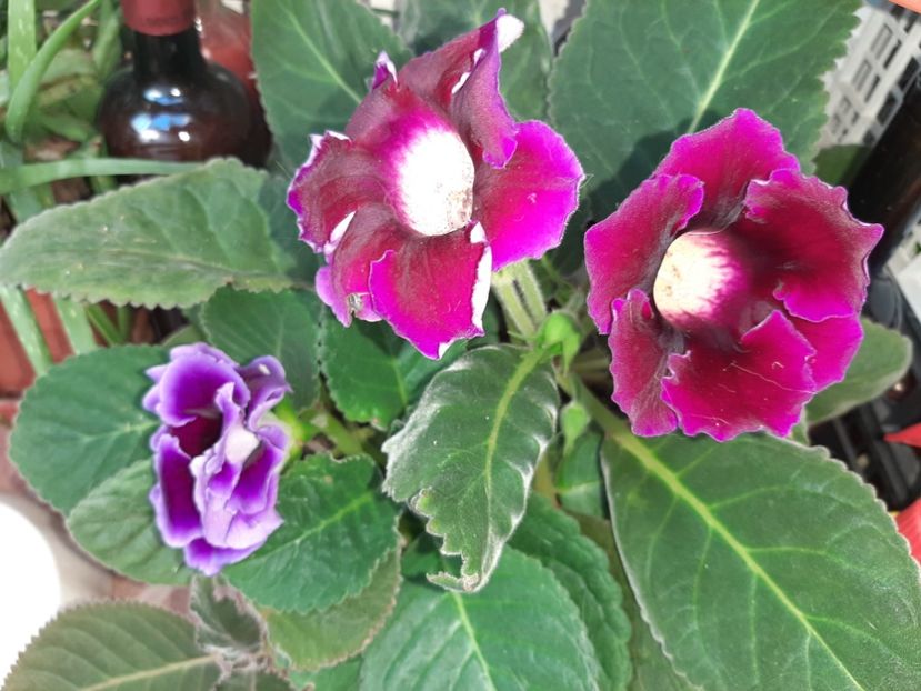  - Florile mele în septembrie 2021