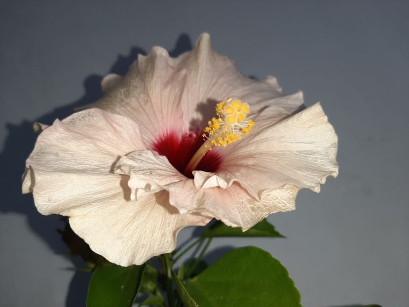  - Florile mele în septembrie 2021