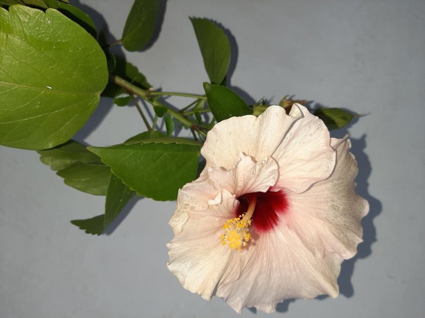  - Florile mele în septembrie 2021