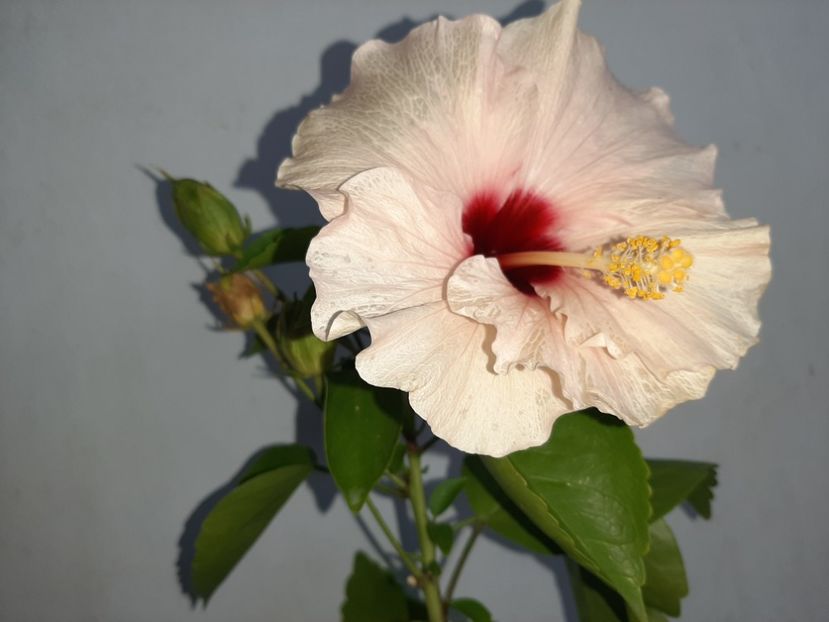  - Florile mele în septembrie 2021