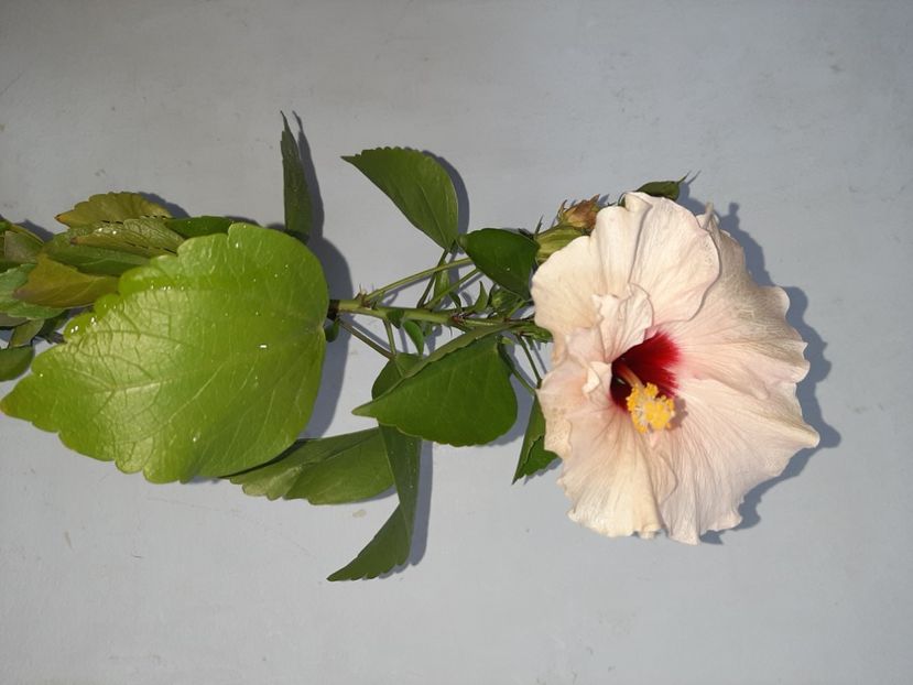  - Florile mele în septembrie 2021