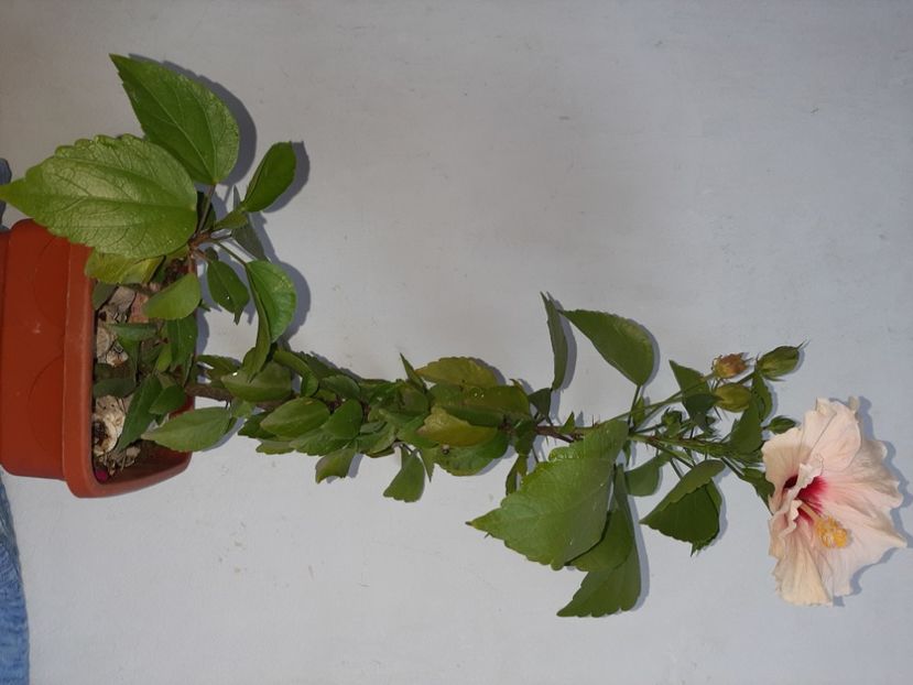  - Florile mele în septembrie 2021