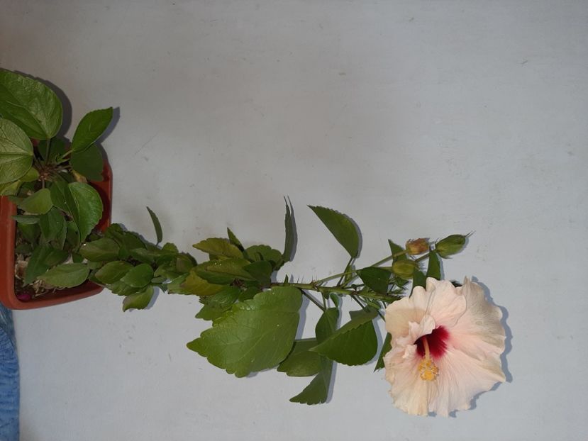  - Florile mele în septembrie 2021