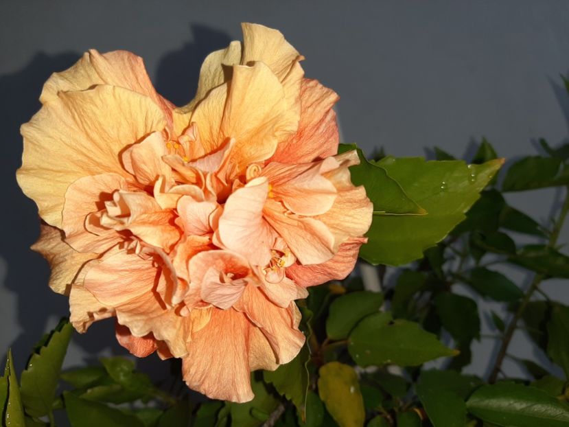  - Florile mele în septembrie 2021