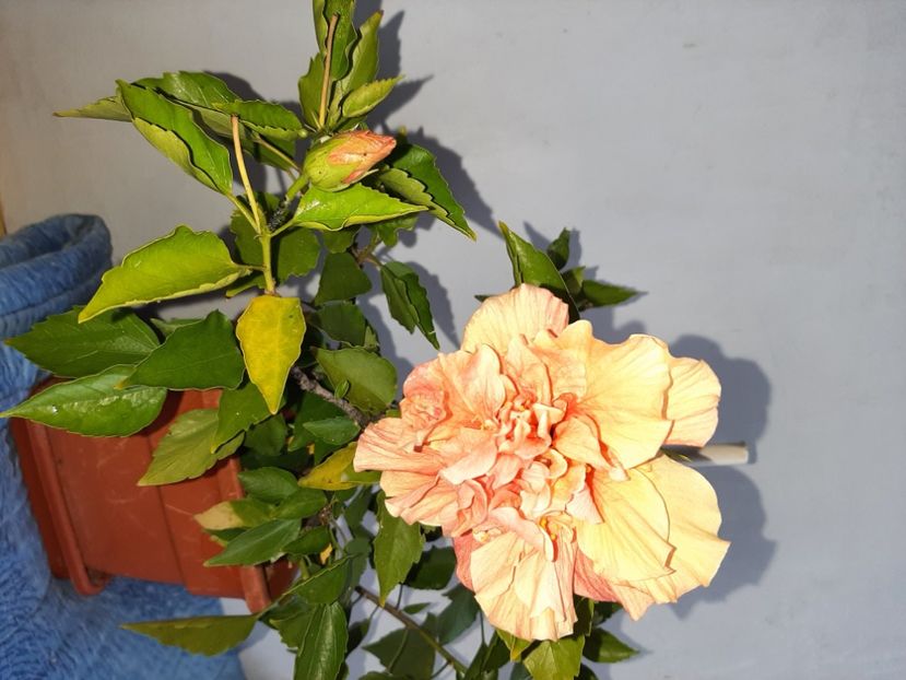  - Florile mele în septembrie 2021