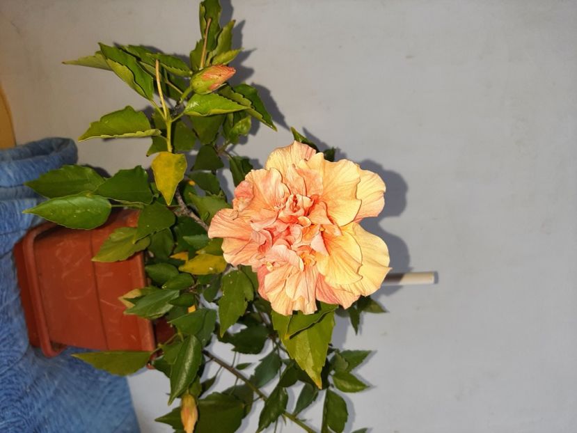  - Florile mele în septembrie 2021