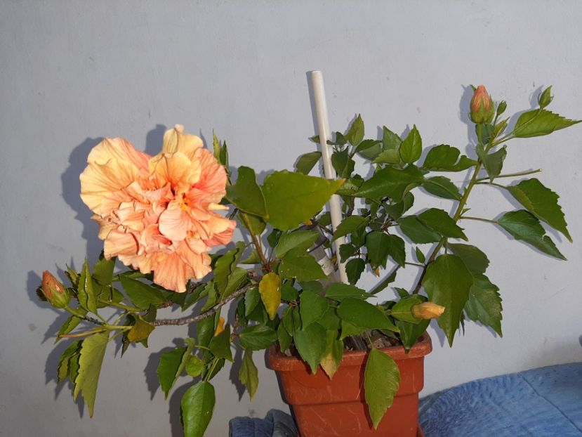  - Florile mele în septembrie 2021