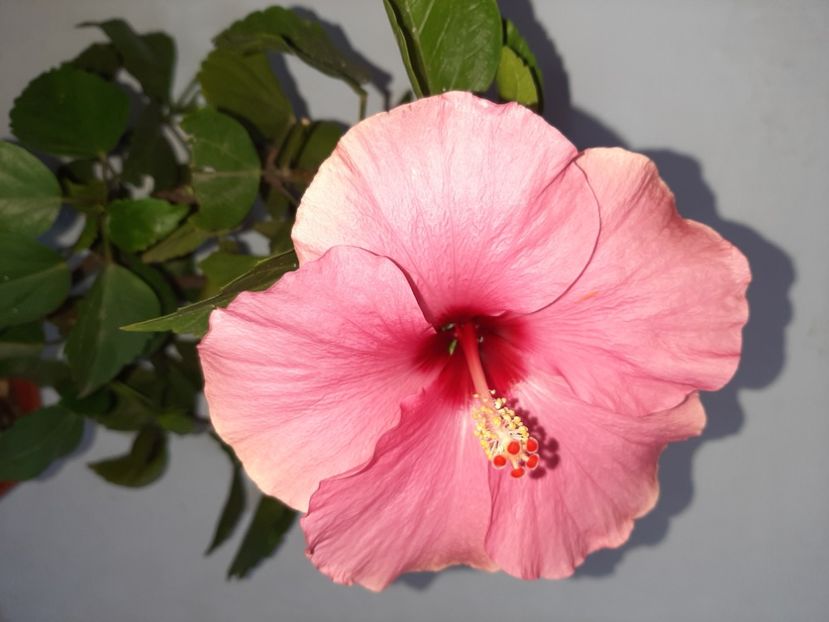  - Florile mele în septembrie 2021