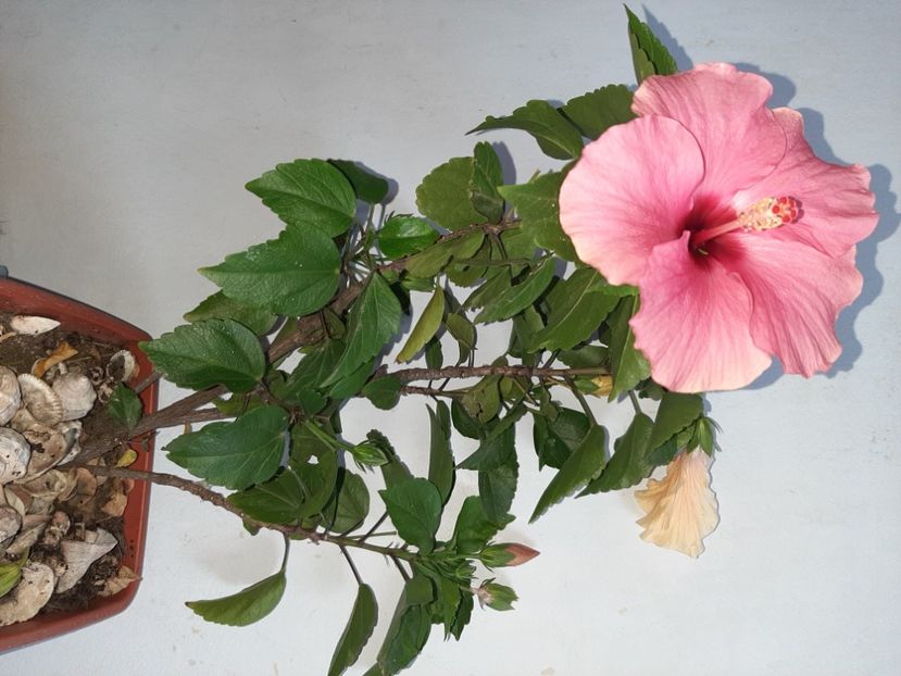  - Florile mele în septembrie 2021