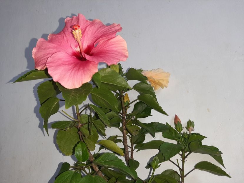  - Florile mele în septembrie 2021