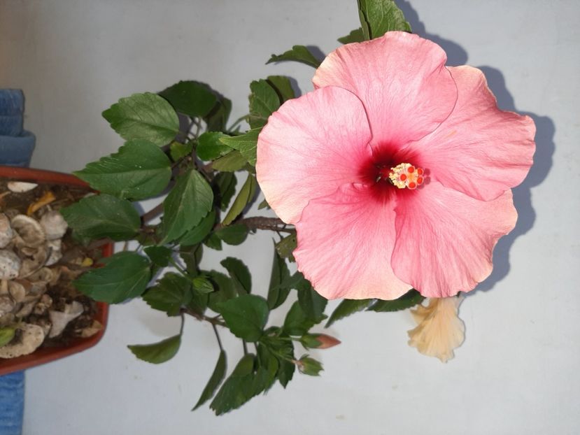  - Florile mele în septembrie 2021