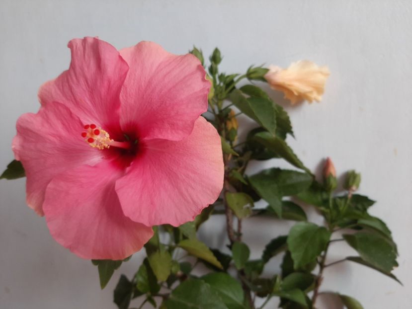  - Florile mele în septembrie 2021