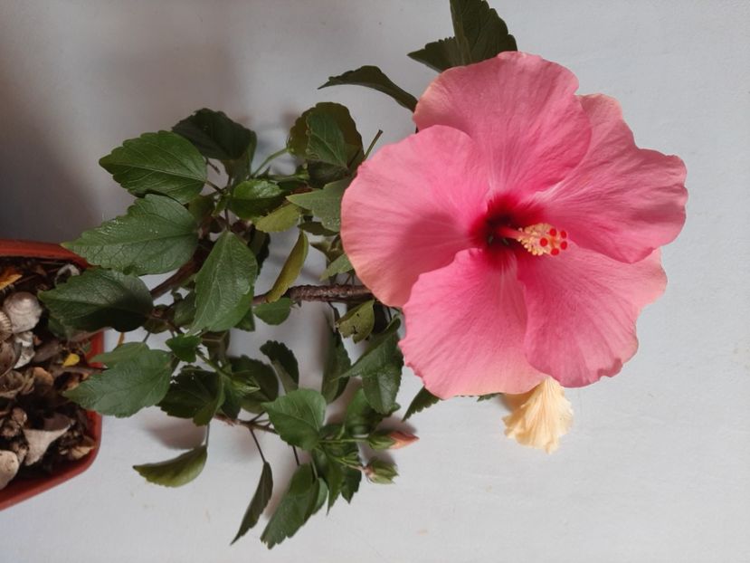  - Florile mele în septembrie 2021