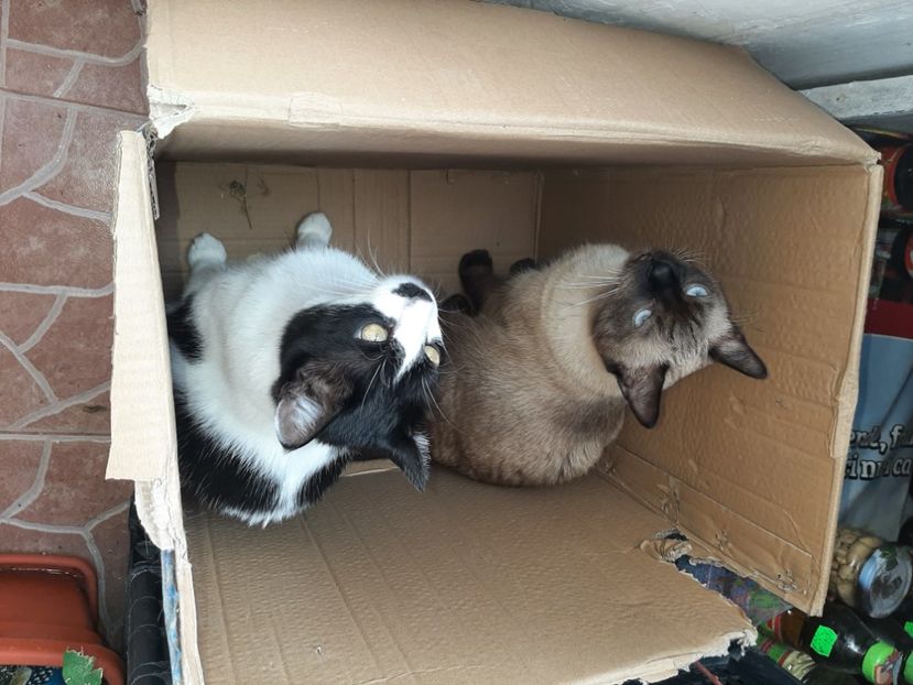  - Pisicii mei în septembrie 2021