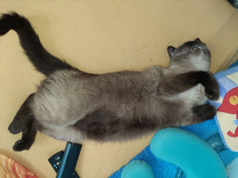  - Pisicii mei în septembrie 2021