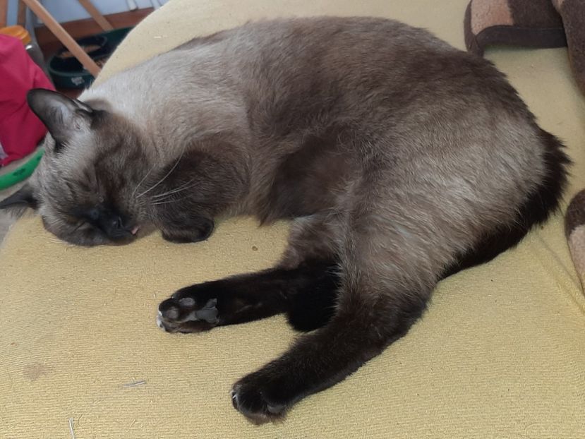  - Pisicii mei în septembrie 2021