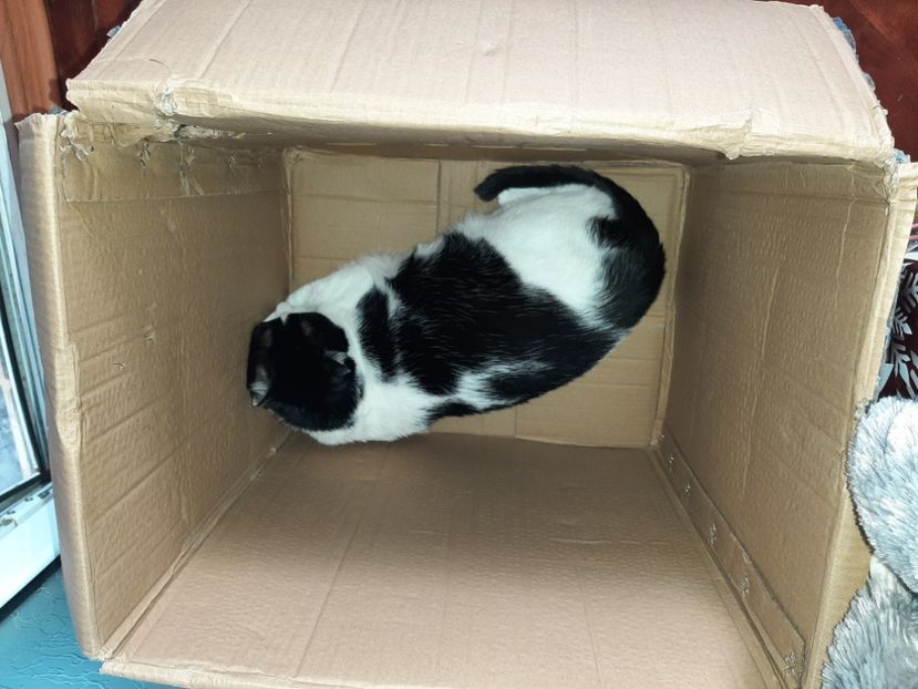  - Pisicii mei în septembrie 2021