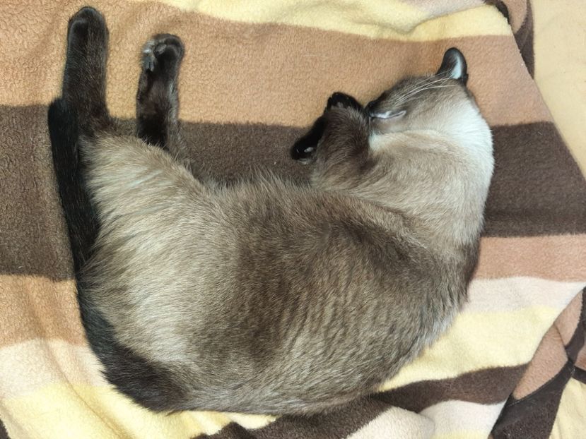  - Pisicii mei în septembrie 2021