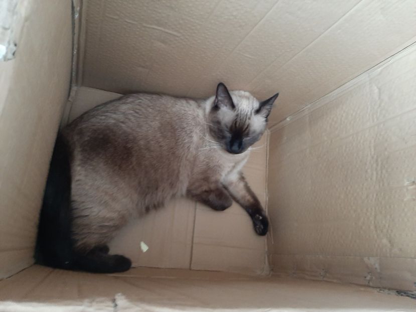  - Pisicii mei în septembrie 2021