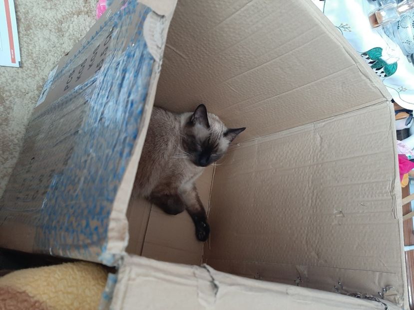  - Pisicii mei în septembrie 2021