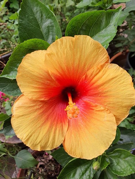  - Hibiscus