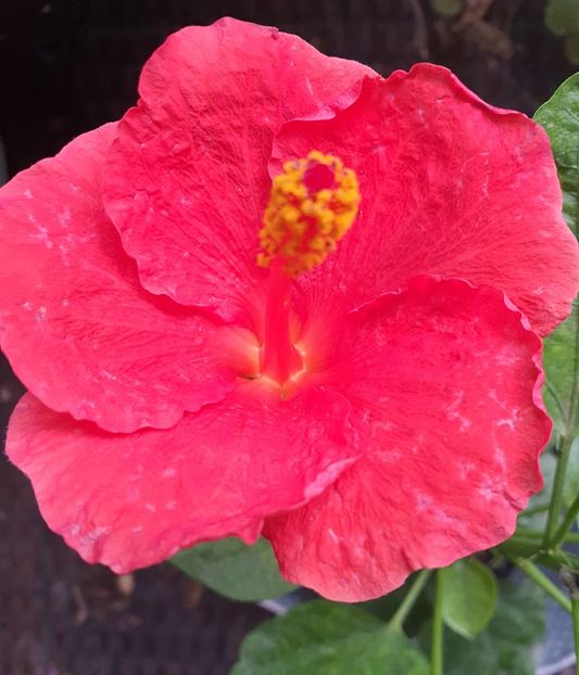  - Hibiscus