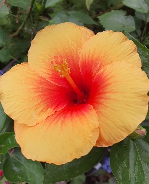  - Hibiscus