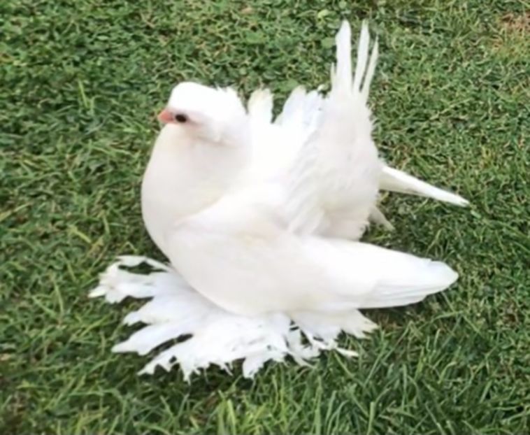  - Pui 2021