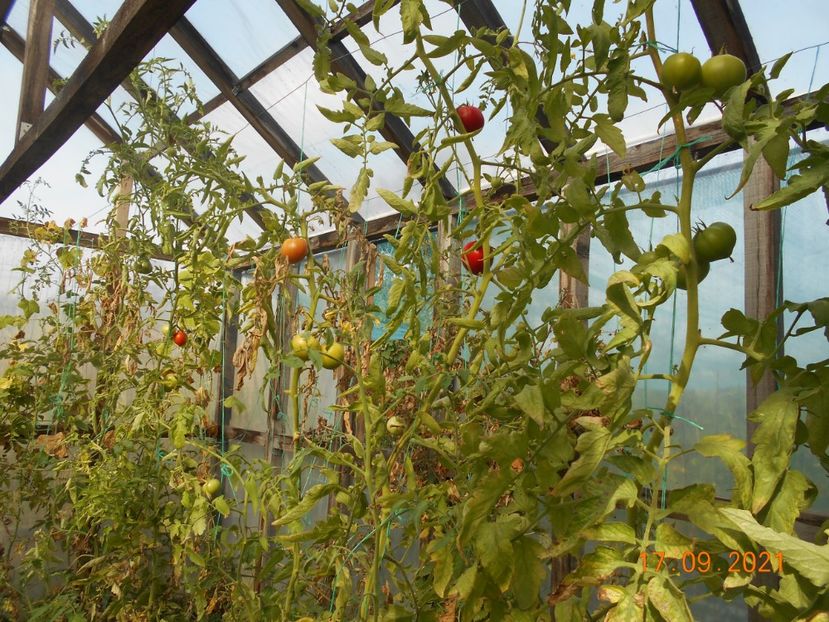  - 02 Gradina de legume 2021