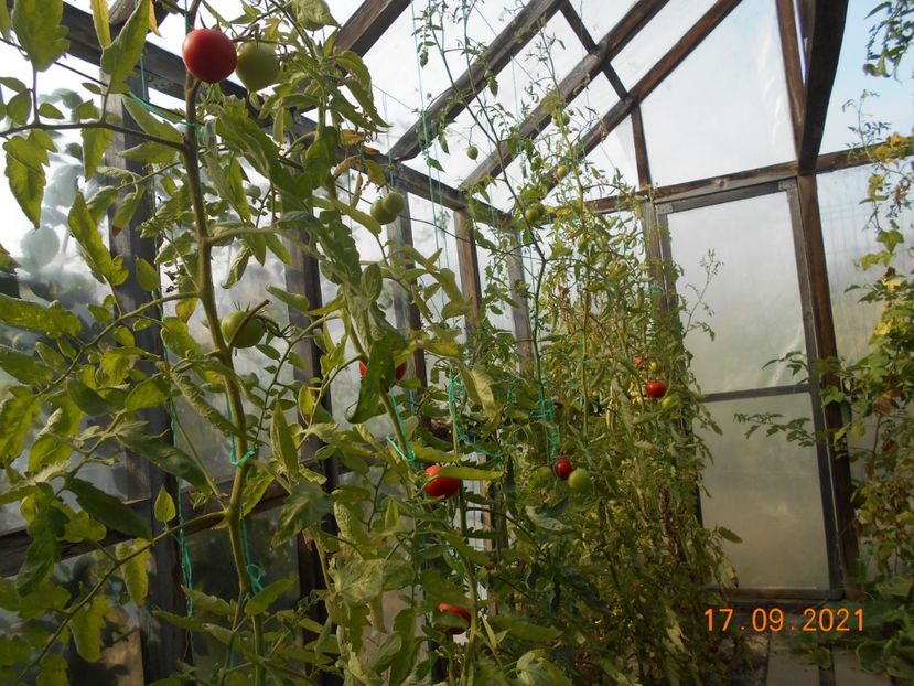  - 02 Gradina de legume 2021