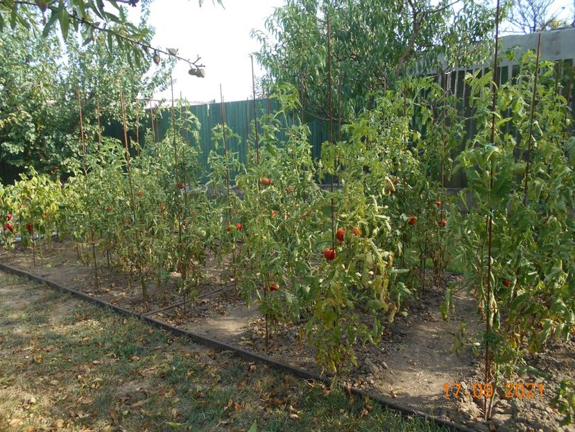  - 02 Gradina de legume 2021