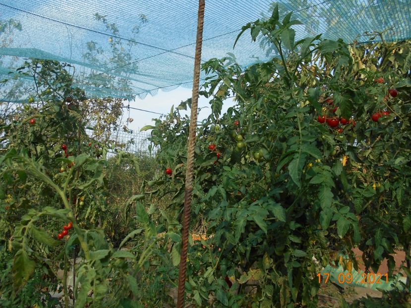  - 02 Gradina de legume 2021