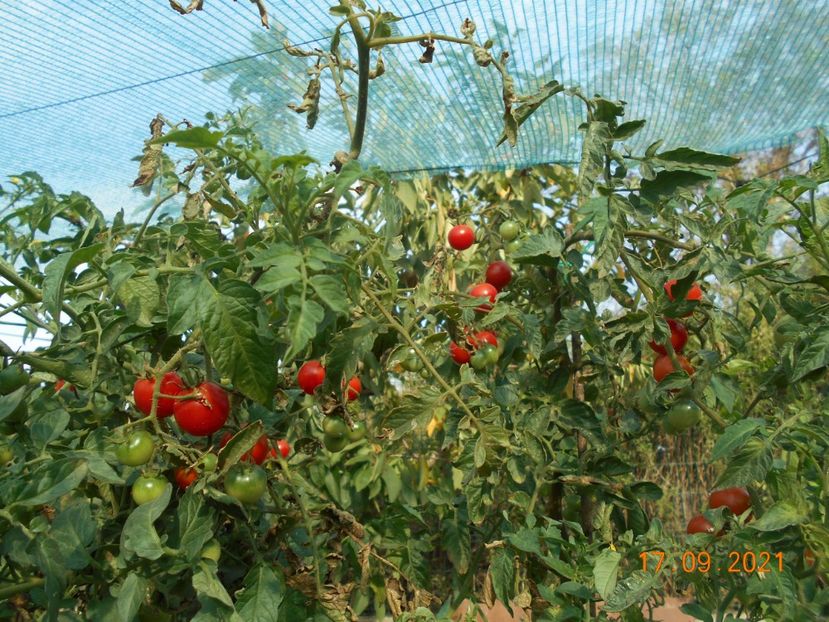  - 02 Gradina de legume 2021