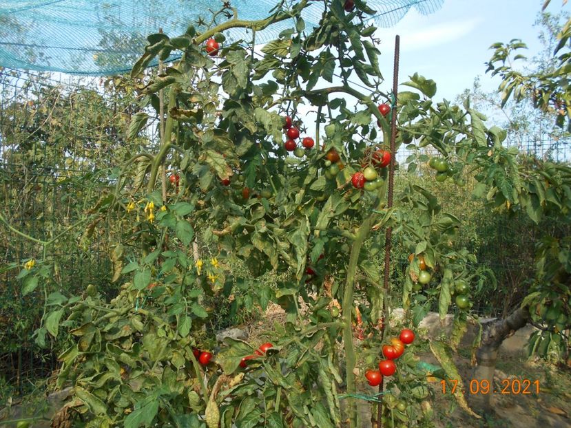  - 02 Gradina de legume 2021