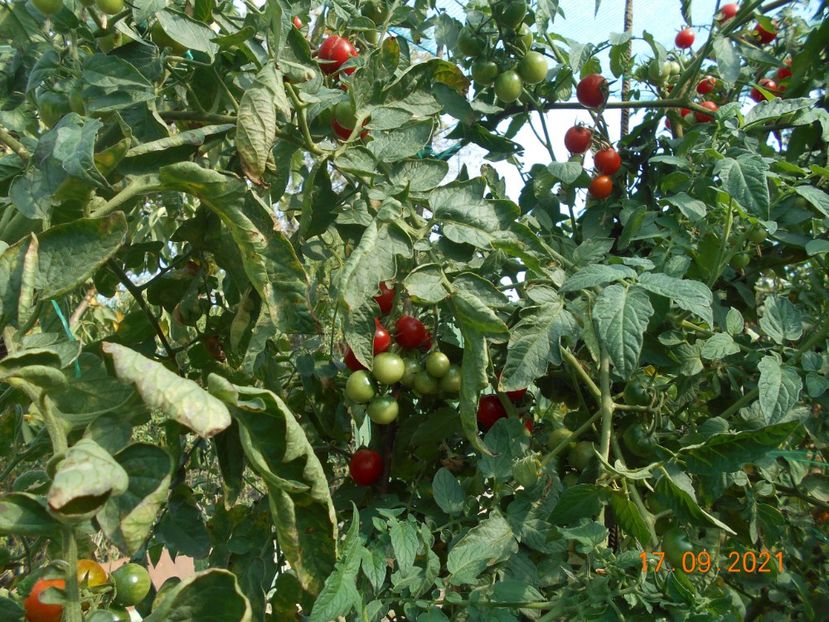  - 02 Gradina de legume 2021