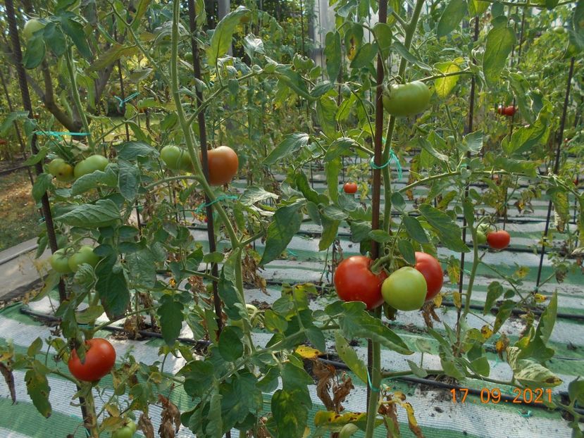  - 02 Gradina de legume 2021