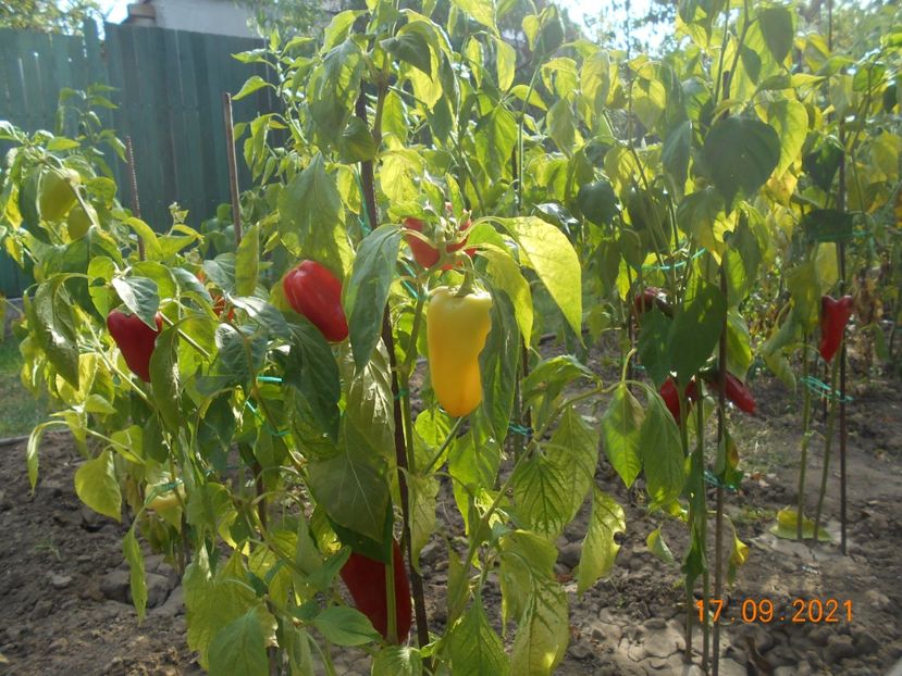  - 02 Gradina de legume 2021